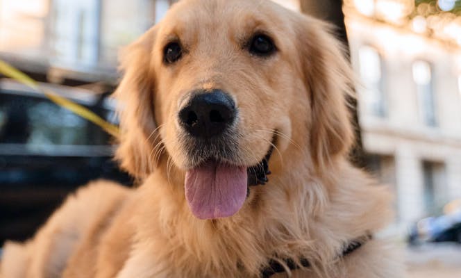 Golden Retriever taking a walk in the city. 