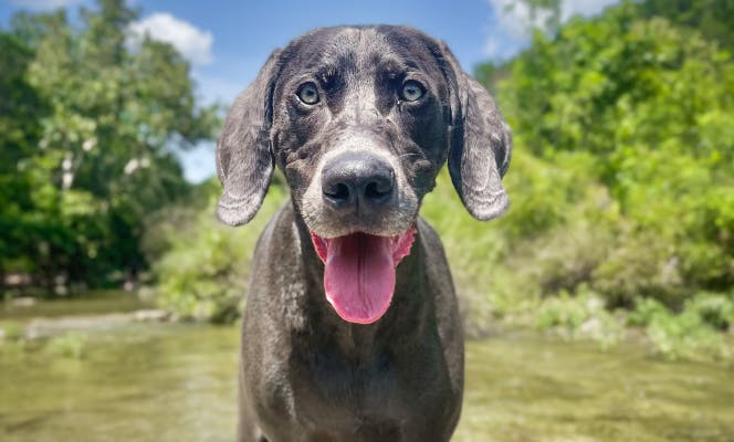 Smiling and eager Weimaraner standing on a beautiful lake.