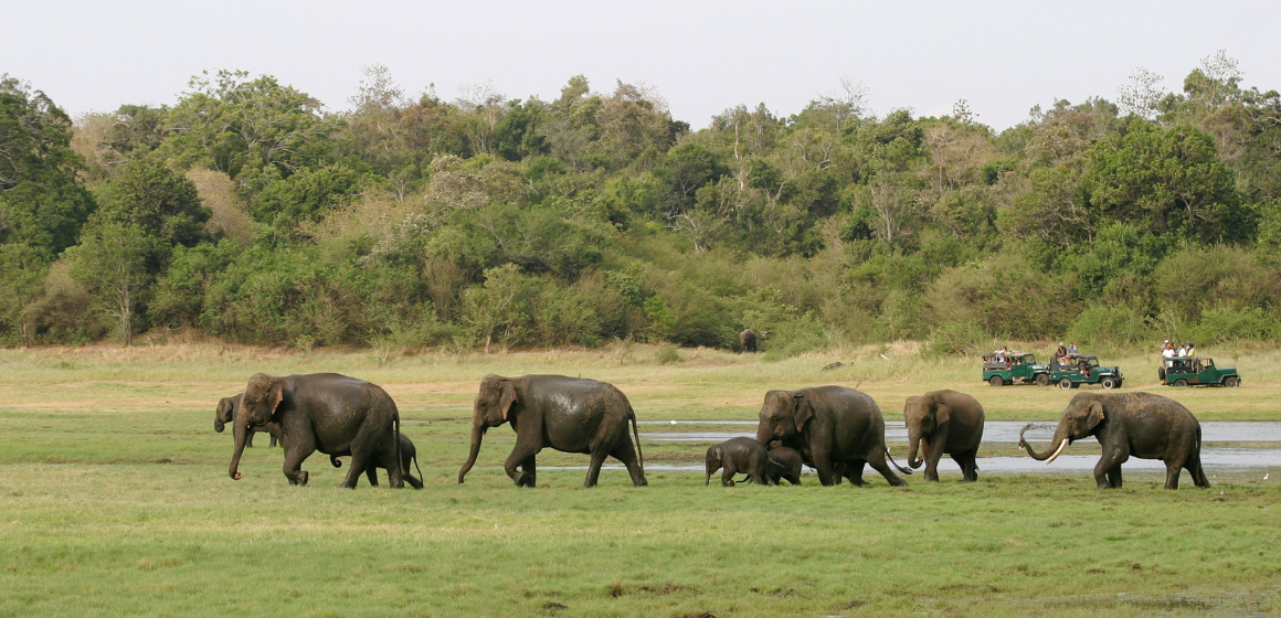 A-herd-of-elephants-at-Minneriya-National-Park-in-Sri-Lanka---The-Holiday-People.png