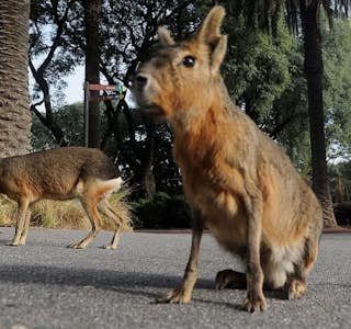 Enjoy a visit to the EcoPark: Admire the animals and the beautiful surrounding nature's gallery image