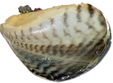 Quagga Mussel