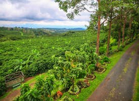 An Inside Look of a Costa Rican Coffee Farm's thumbnail image