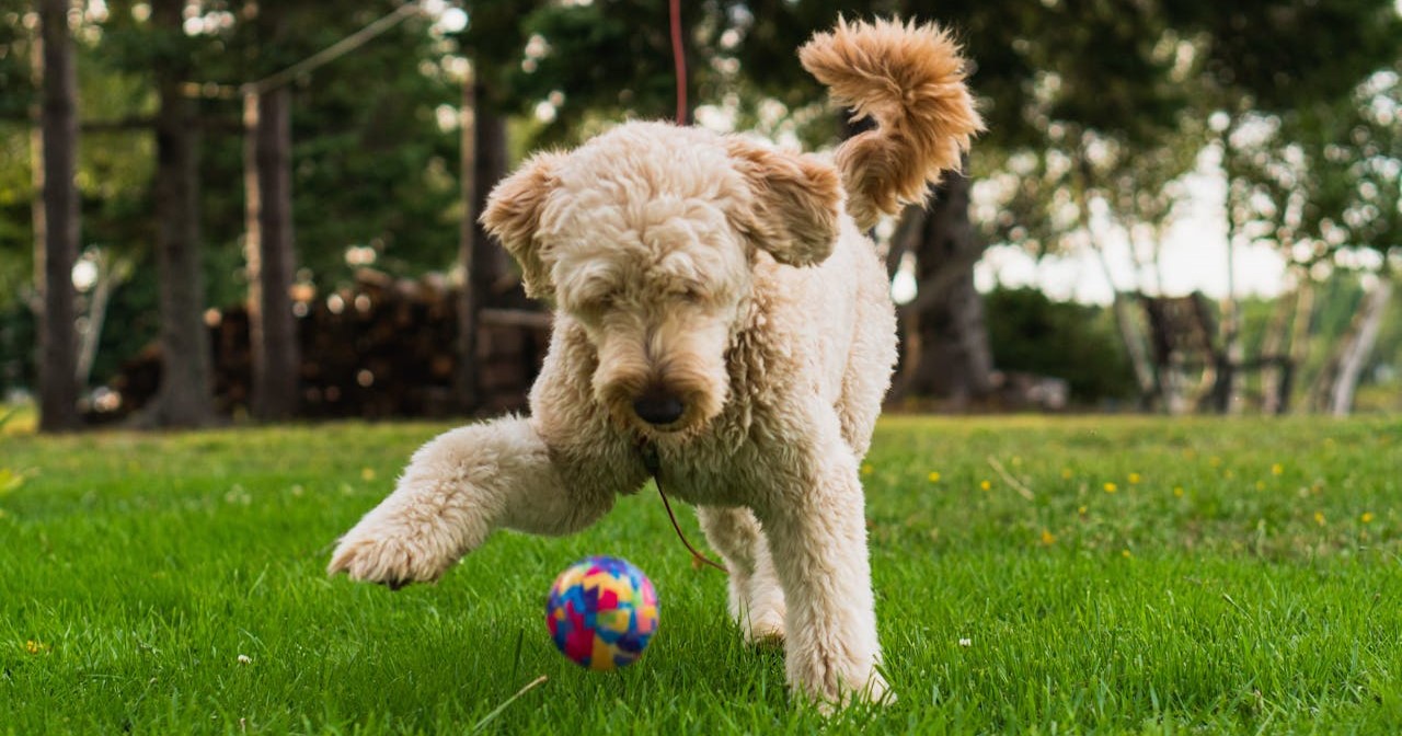 goldendoodle playing with a ball outdoors
