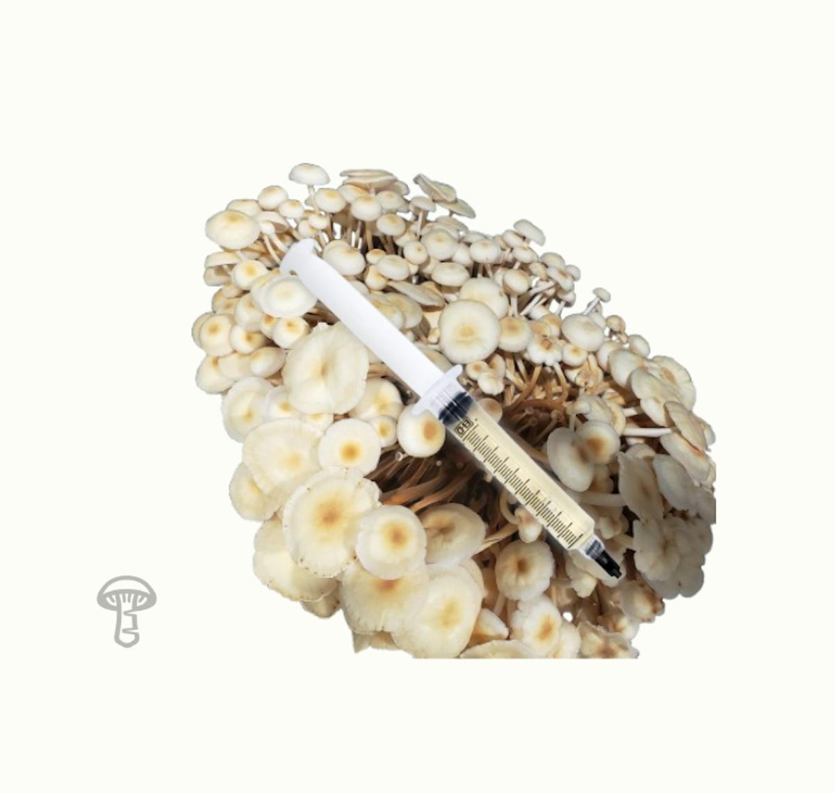 Orange Enoki Mushroom Liquid Culture