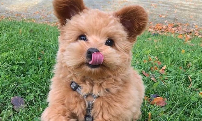 Mini Pompapoo with cute ears licking its nose and looking at camera.