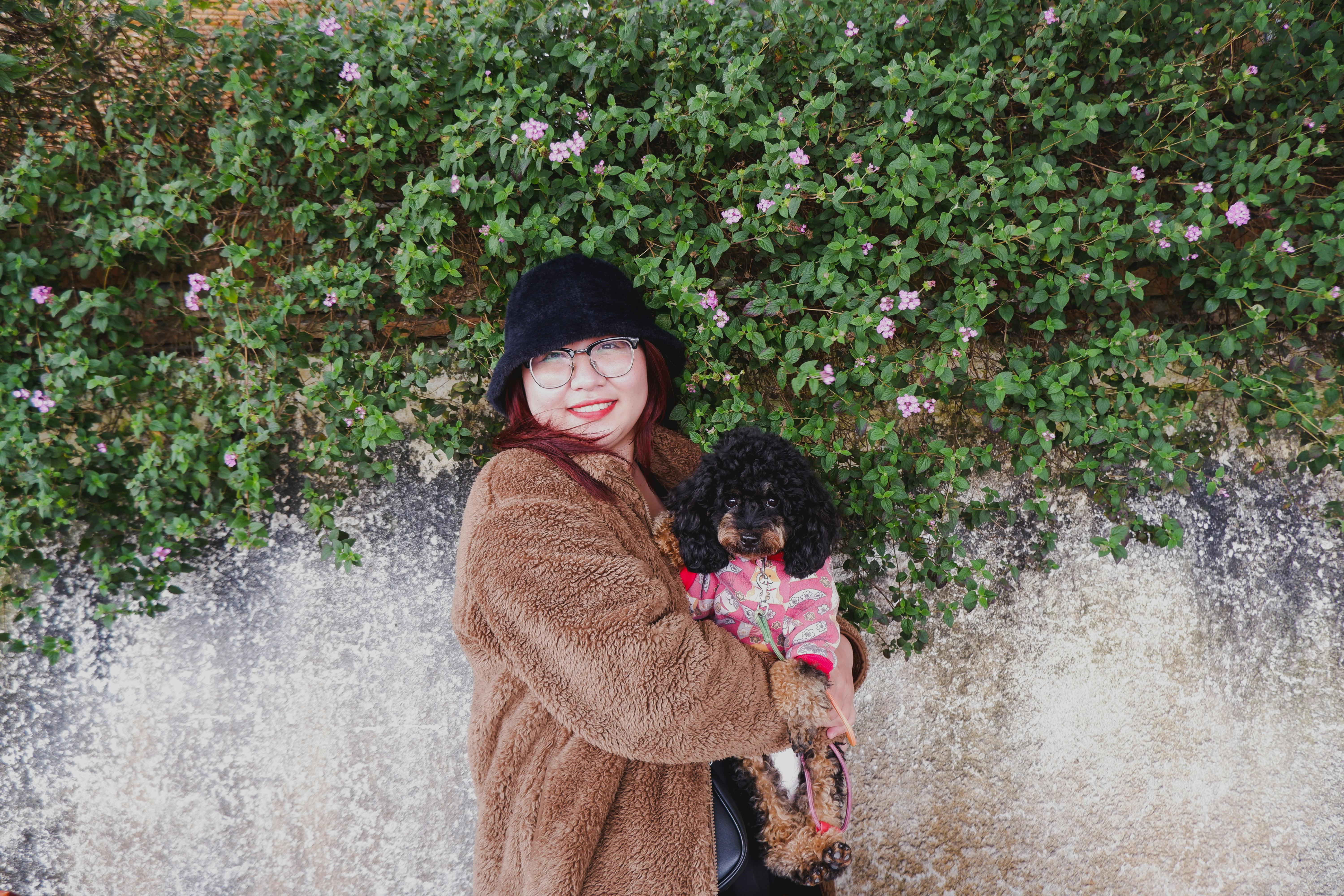 toy poodle on walk with owner
