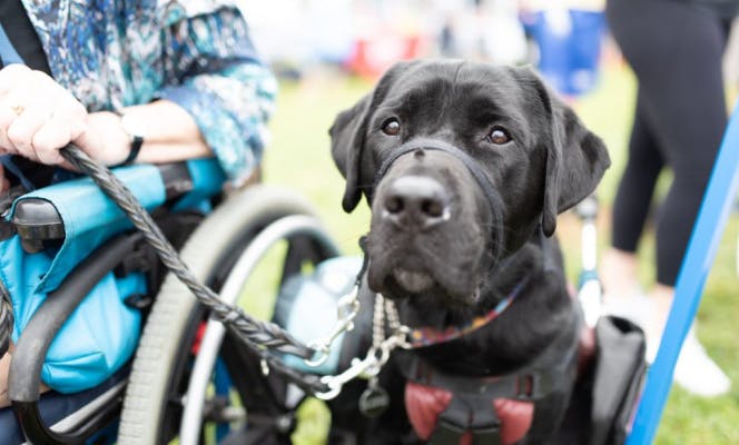 Black Labrador assisting a senior woman in a wheel chair.