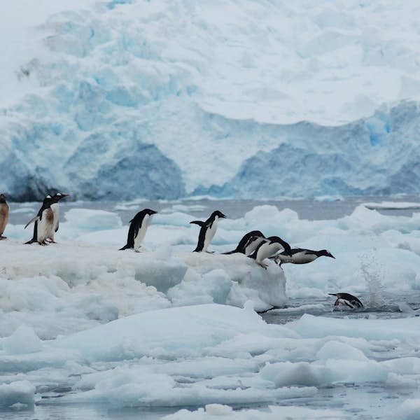 Antarctica and its Penguins's main gallery image