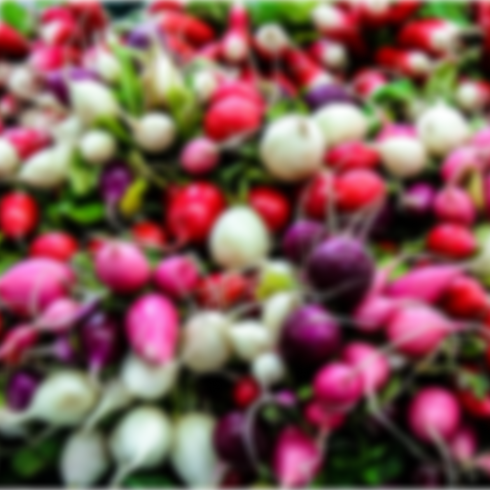 Radish backdrop