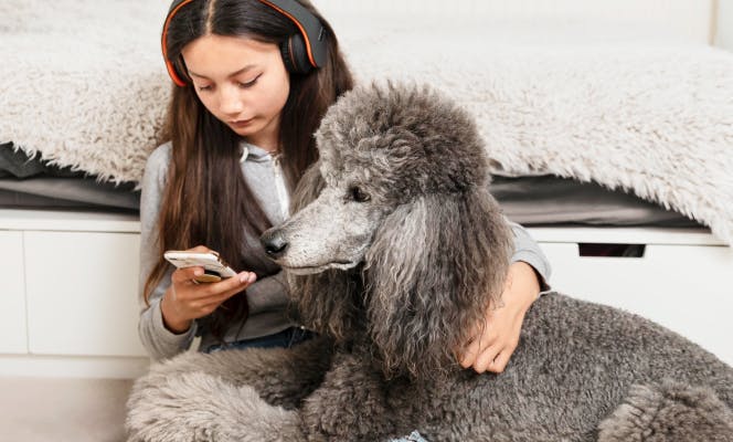 Teen asian girl listening to music while hugging her standard poodle pup. 
