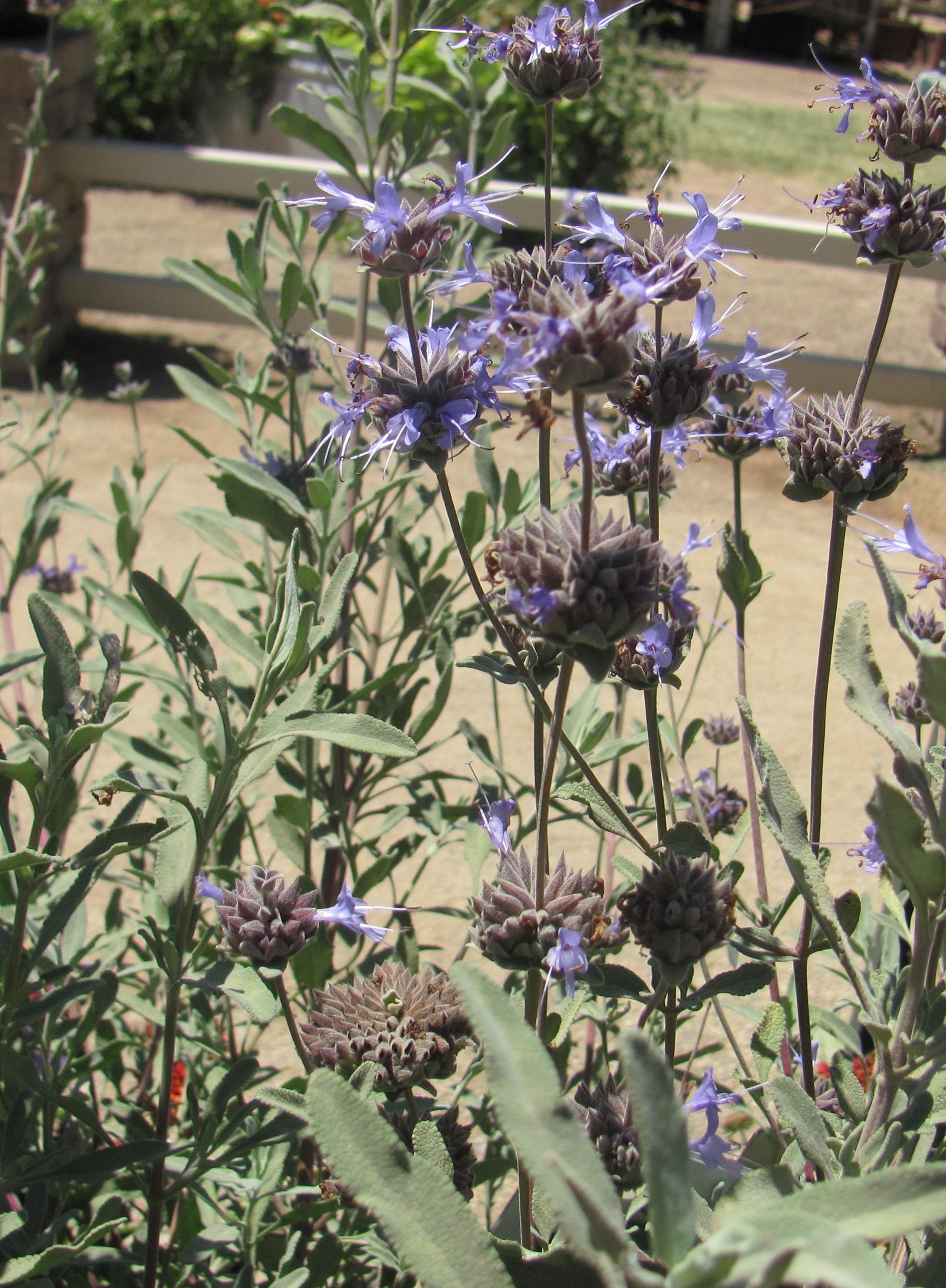 'Winnifred Gilman' Cleveland Sage, Salvia clevelandii 'Winnifred Gilman'