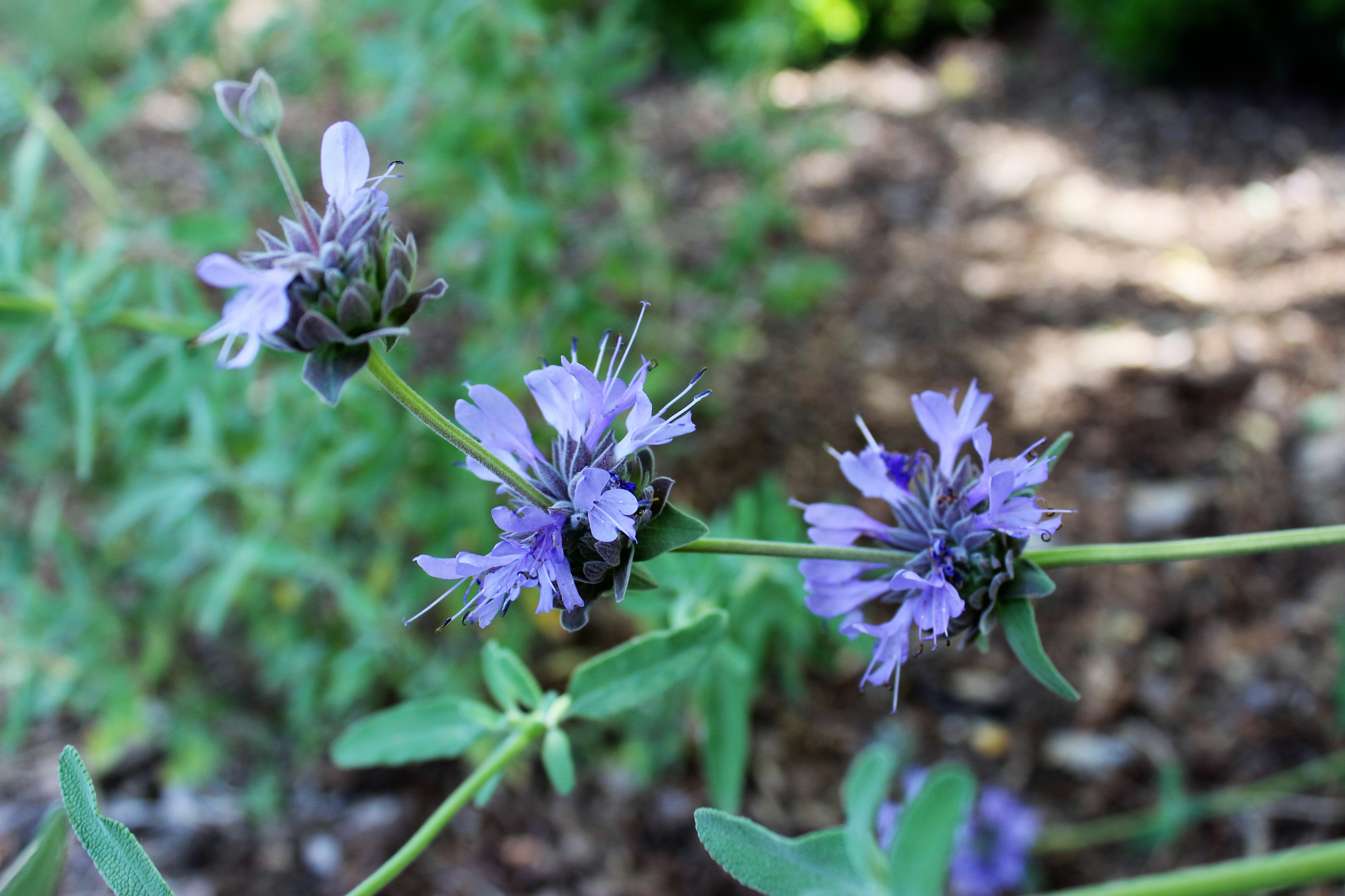 'Winnifred Gilman' Cleveland Sage, Salvia clevelandii 'Winnifred Gilman'