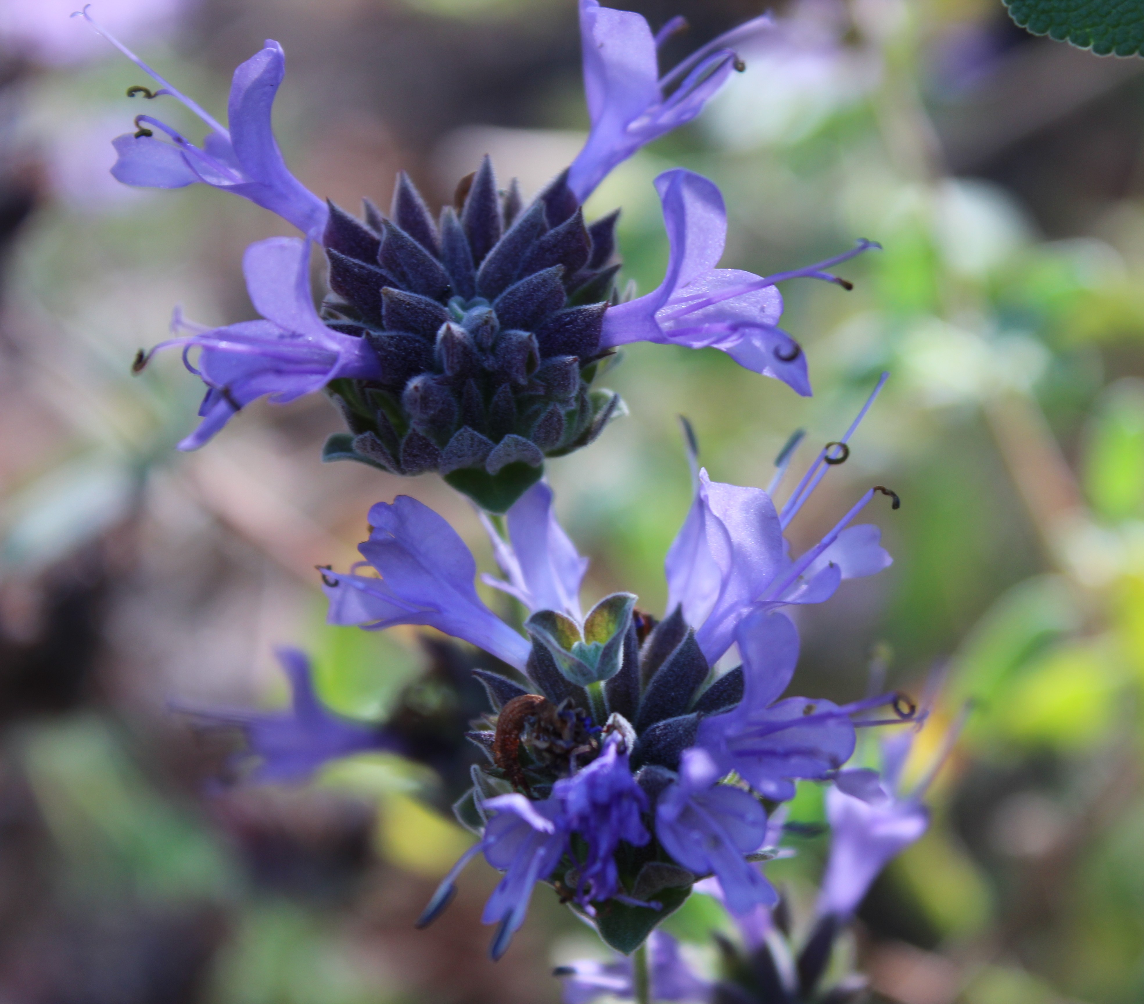 'Winnifred Gilman' Cleveland Sage, Salvia clevelandii 'Winnifred Gilman'