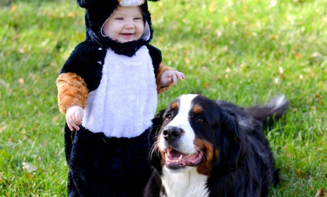 The cutest! A small toddler with a costume matching its Bernese Mountain Dog!