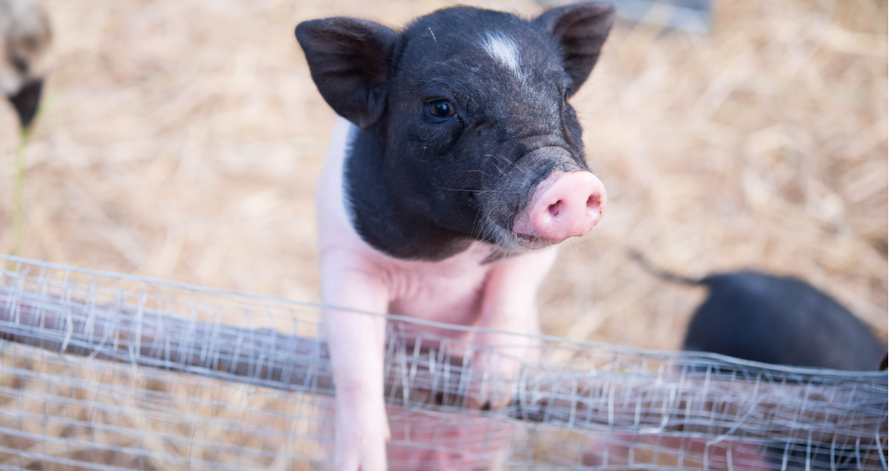 Looking for Mini Farms for Sale? Read This Guide First Clever Real