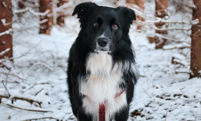 Majestic Border Collie looking into camera in a snowy forest.