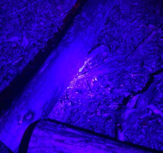 Glow in the Dark Virtual Tour's gallery image