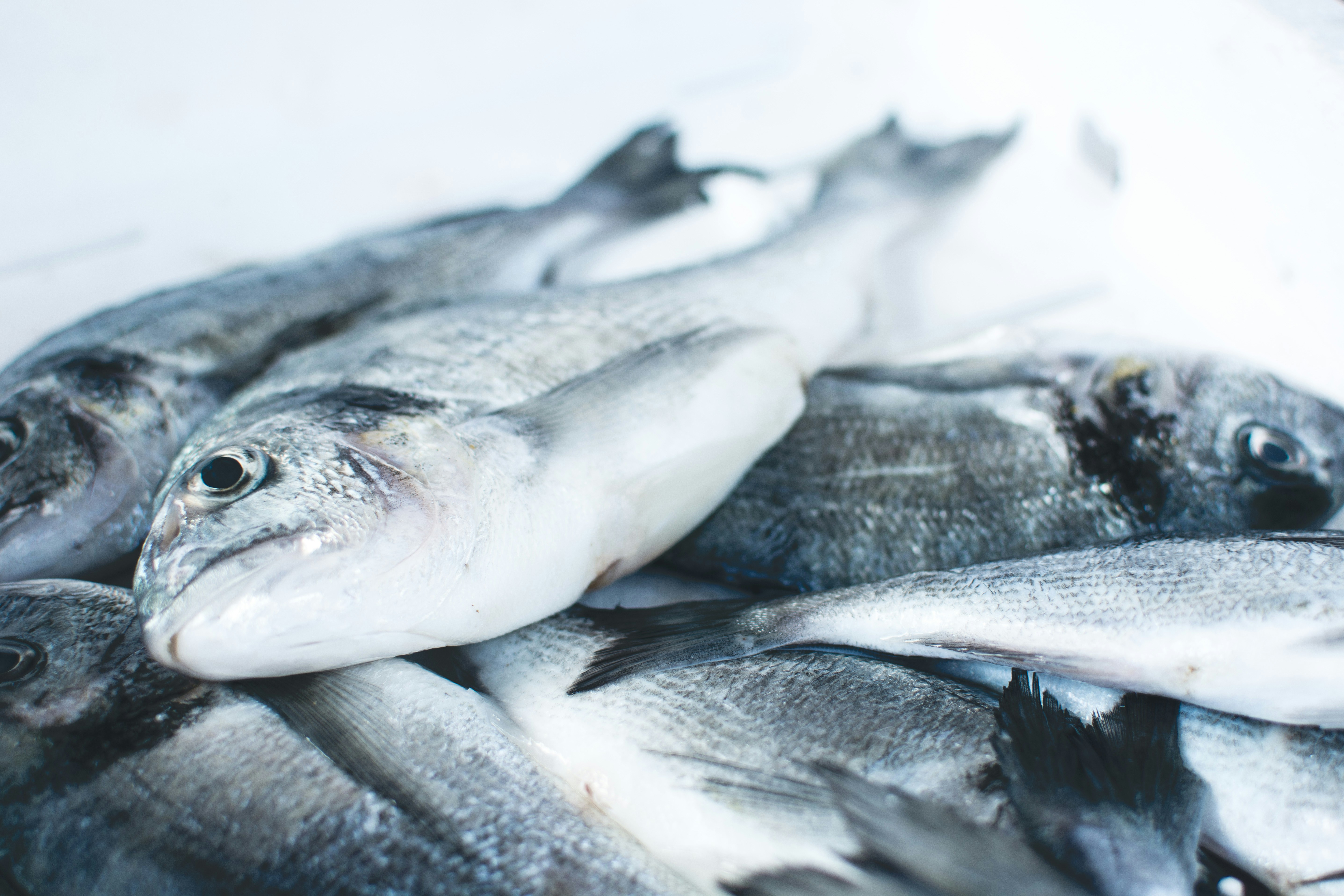 4 Essential Tips on How to Ship Frozen Fish Effectively