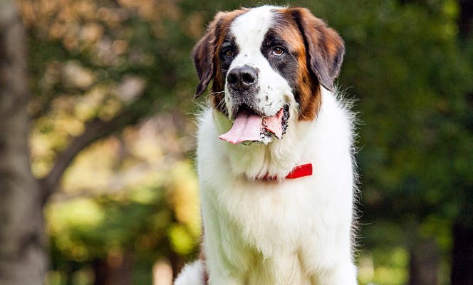 Saint Bernard dog playing on the park. 