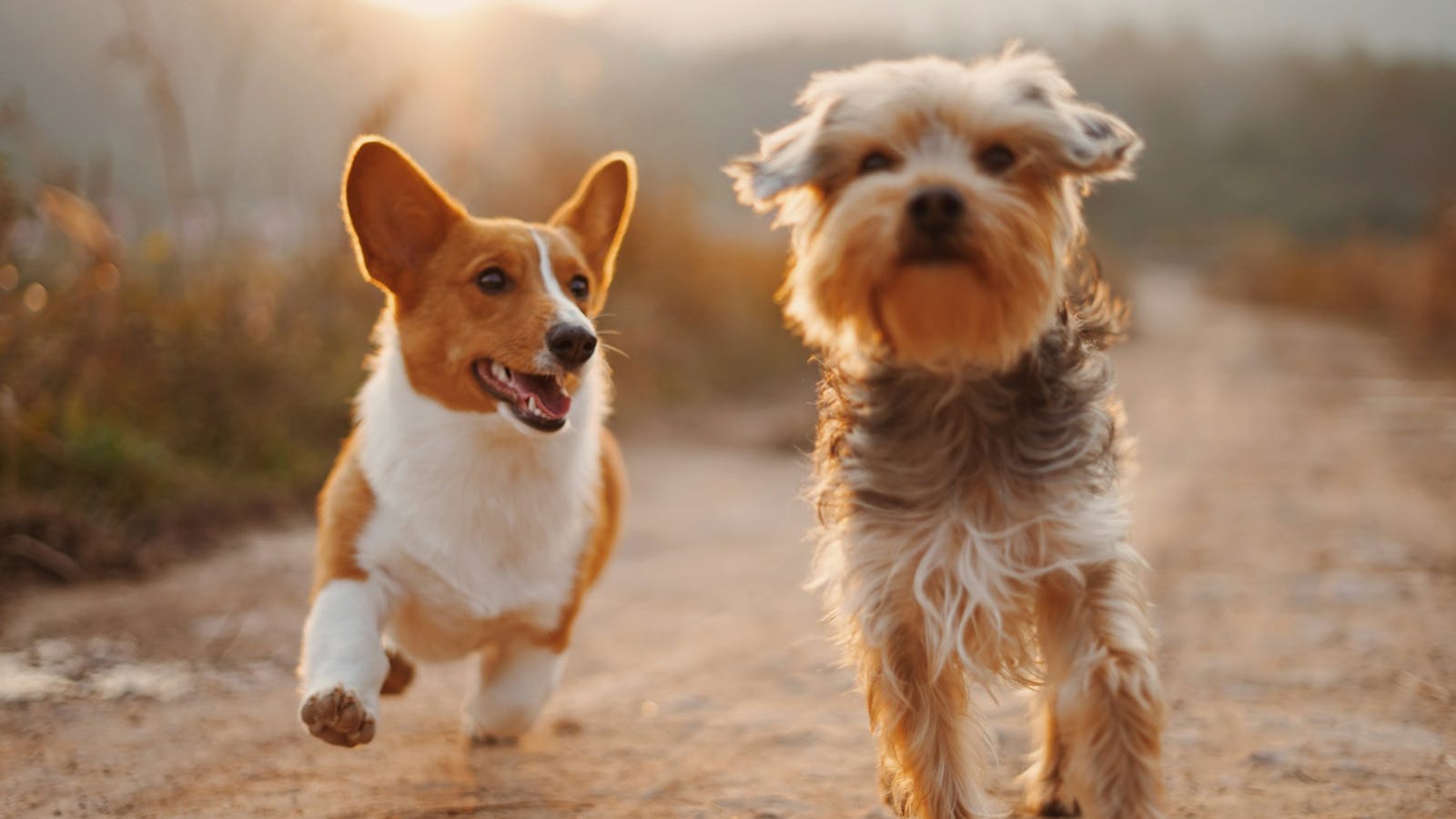 5 Best Dog Walking Trails in Dublin, CA