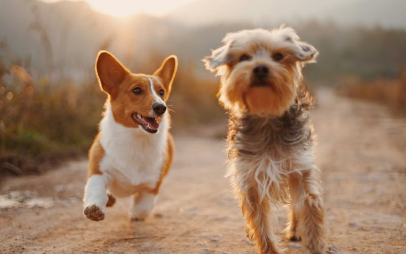 5 Best Dog Walking Trails in Dublin, CA