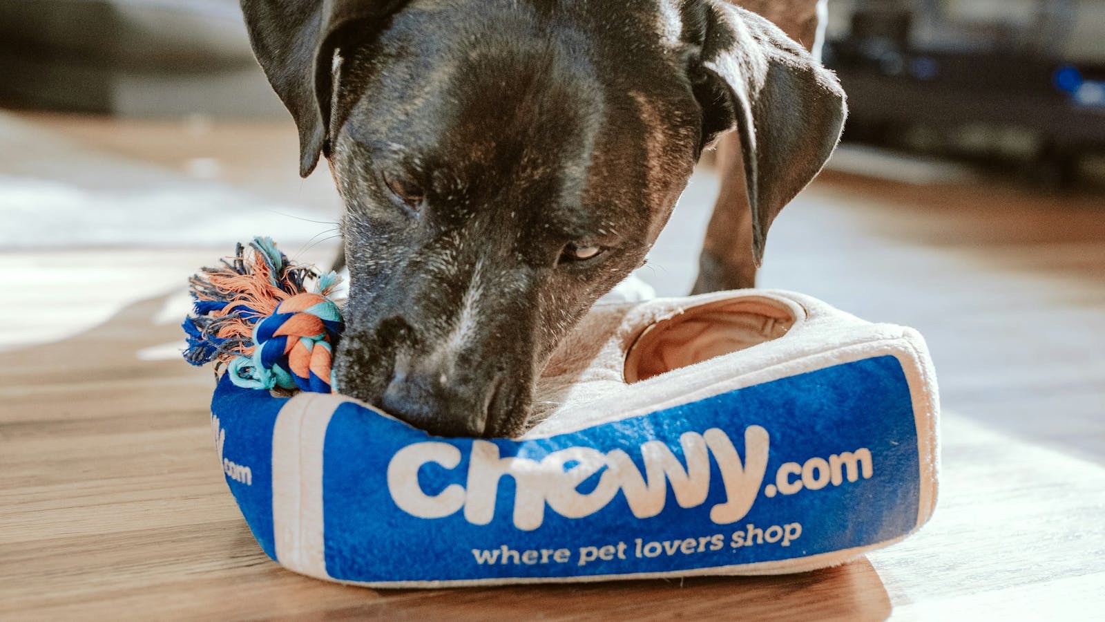 Why Professional Dog Walking Services Matter in Pleasanton