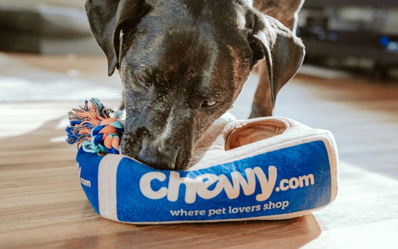 Why Professional Dog Walking Services Matter in Pleasanton