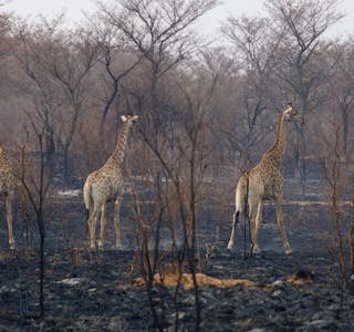 Fascinating Wildlife Encounters's gallery image