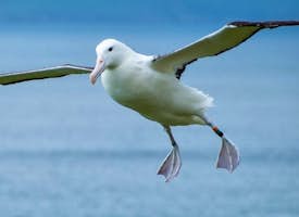 Albatross Experience's thumbnail image