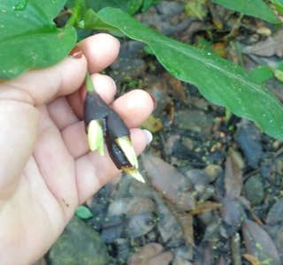Plants of the Rainforest's gallery image
