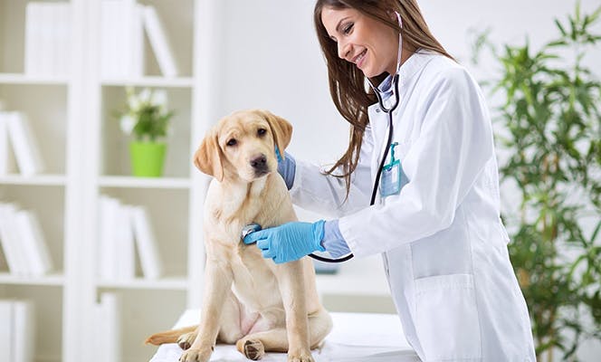 Labrador puppy getting a checkup at the vet. 