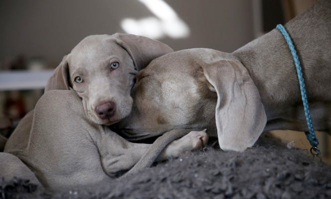 Weimaraner mom and pup, the mother is snuggling the puppy. 