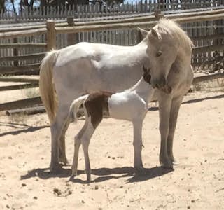 My Little Pony's gallery image