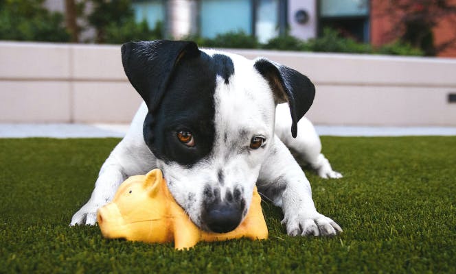 Pit bull puppy playing with chew toy on the park. 