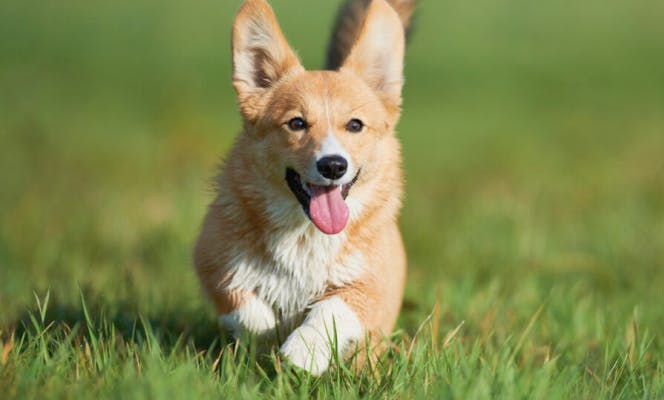 Pembroke Welsh Corgi puppy running on the park.