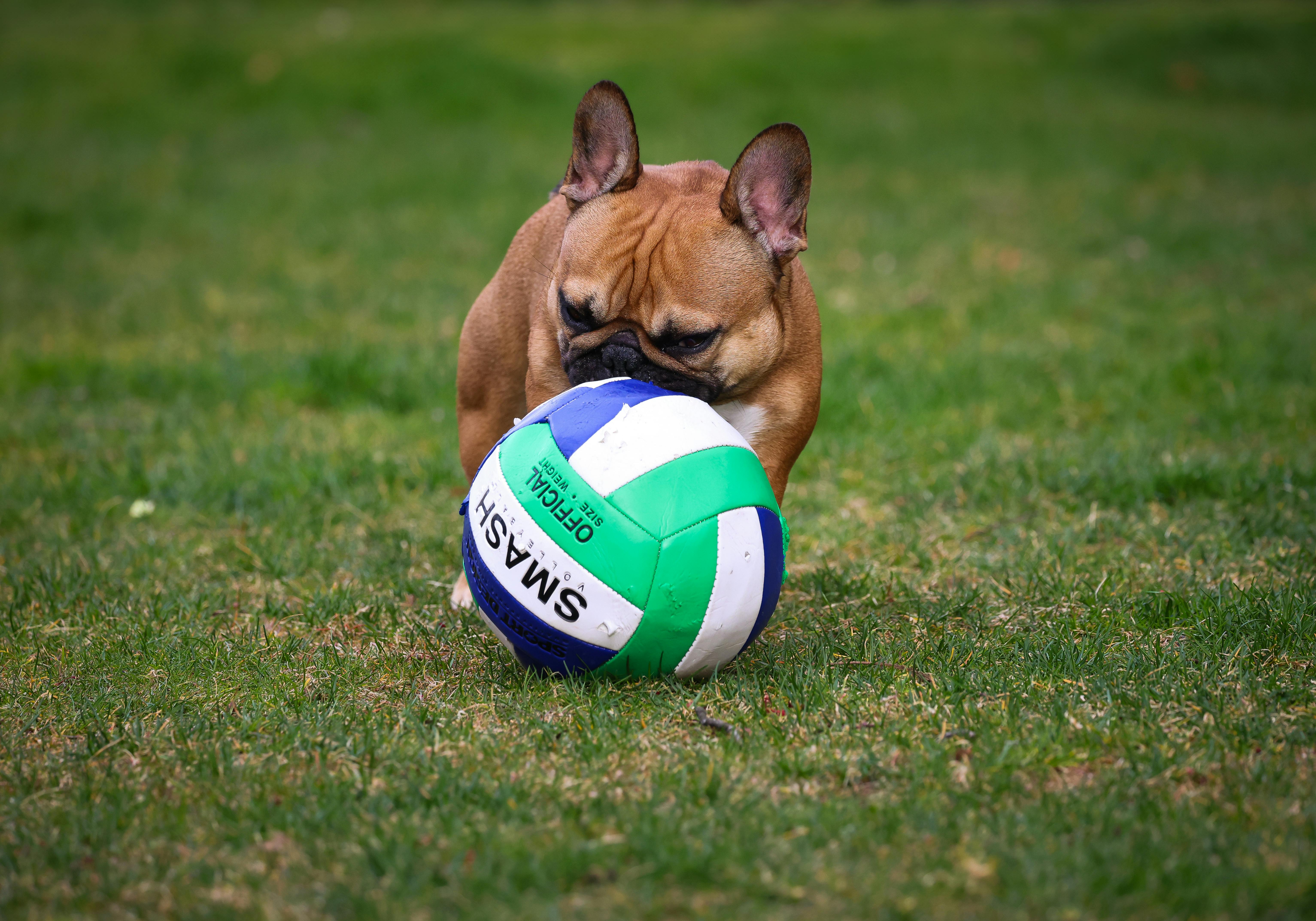 Frenchie playing with a volleyball