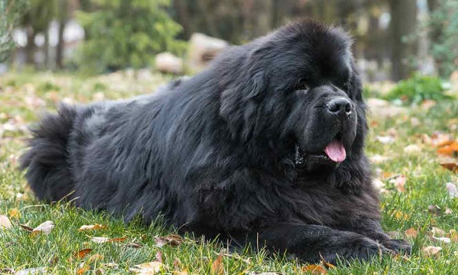 Fluffy Newfoundland dog resting on the grass. 