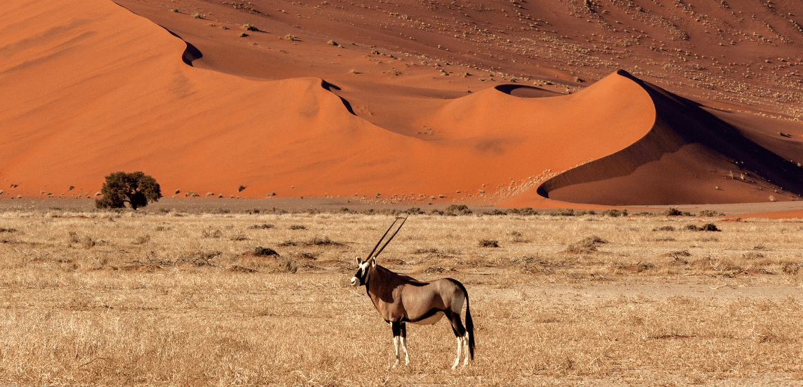Website-Blog-Image---Namibia.png
