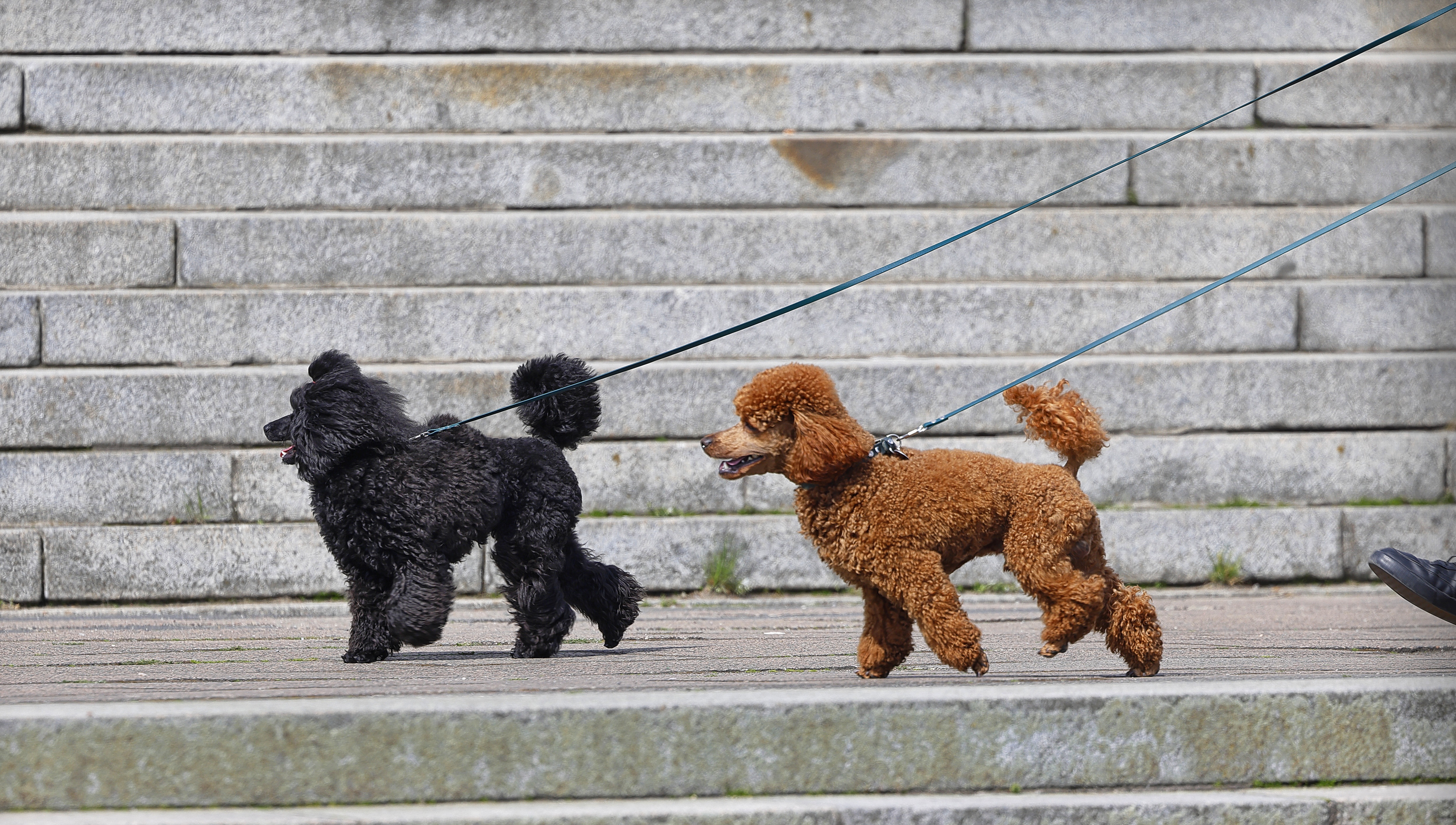 black and red toy poodles walking