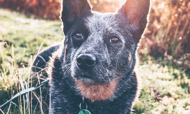 Australian Cattle Dog looking into distance in a field.