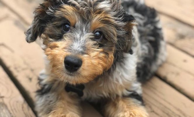 Calm mini Aussiedoodle pup laying on wood floor.