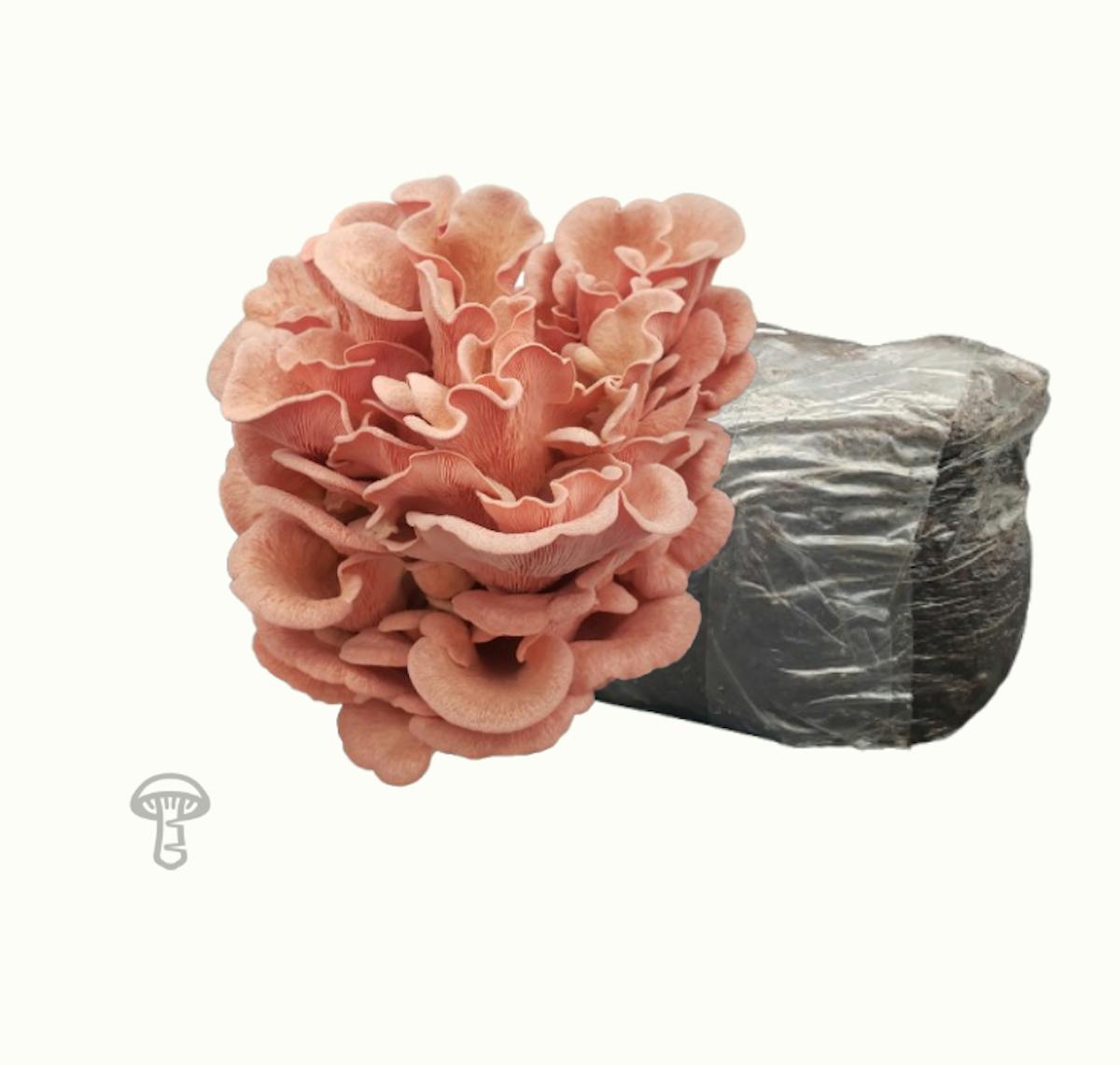 Fruiting Blocks