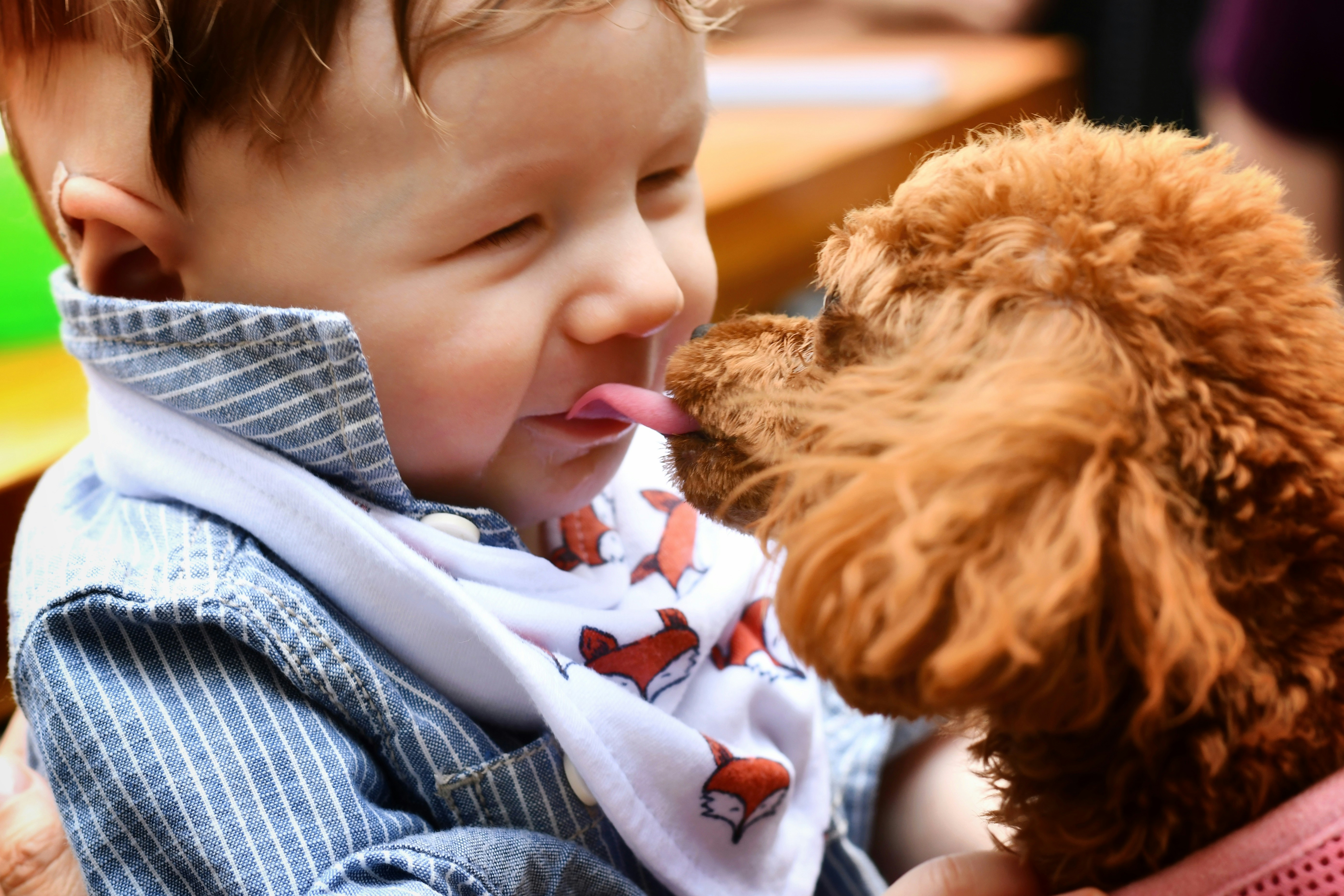 toy poodle dog licking face of little boy