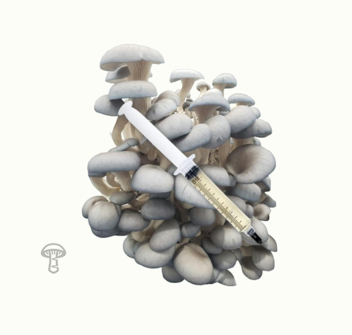 Blue Oyster Mushroom Liquid Culture