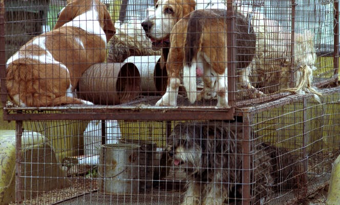 Cages stacked one over the other with caged breeding dogs in a neglected state.