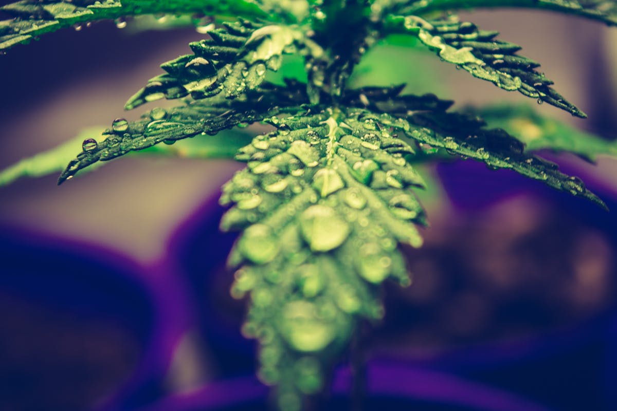 Cannabis plant leaf with water drops