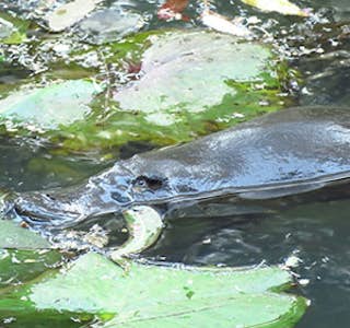 Virtual Platypus Tour's gallery image