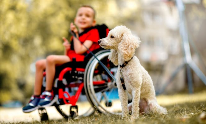 Cream Poodle next to a small boy on a wheel chair. 