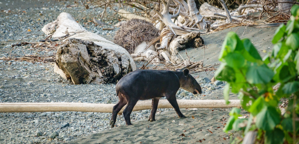 Young-tapir-in-Corcovado-National-Park-in-Costa-Rica---The-Holiday-People.png