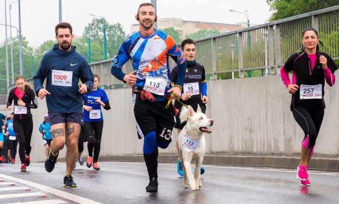 White Shepherd running a marathon with its owner. 
